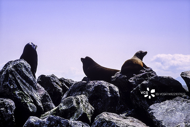 加拿大不列颠哥伦比亚省温哥华附近，弗雷泽河口的野生加州海狮图片素材