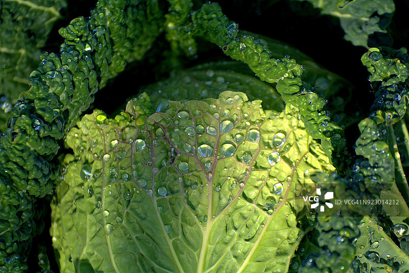 雨后的卷心菜图片素材