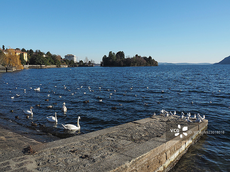 马焦雷湖帕兰扎的小型码头和水鸟图片素材