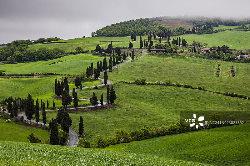 蒙蒂基耶洛蜿蜒的柏树路图片素材