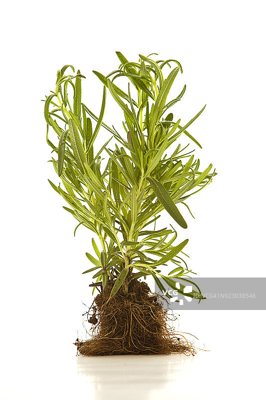 白色背景上的整株龙蒿植物，带根球图片素材