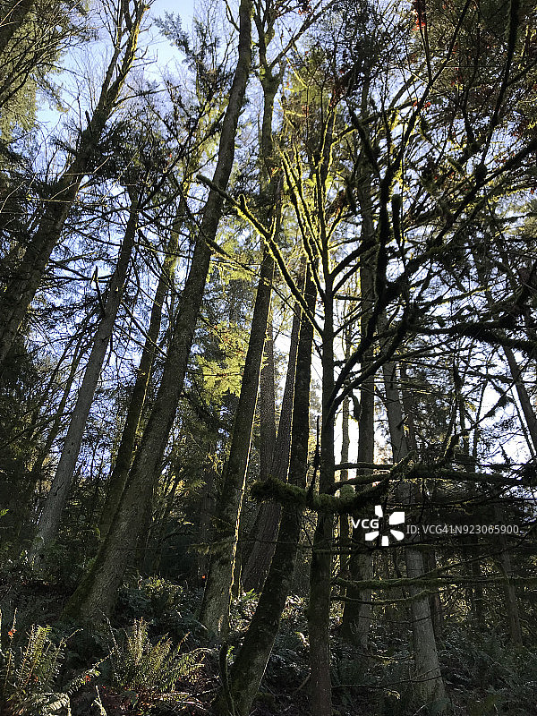 阳光照耀下的树木图片素材