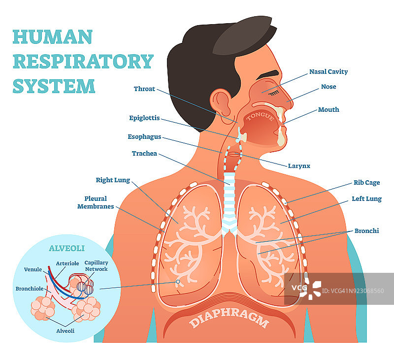 人体呼吸系统解剖矢量图：含鼻腔、咽喉、肺和肺泡的医学教育横截面图图片素材