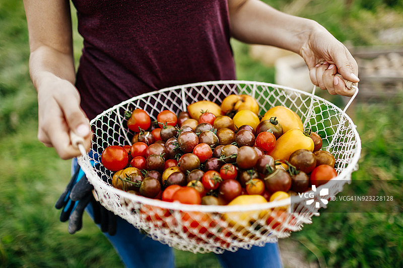 新鲜采摘的传家宝番茄特写图片素材