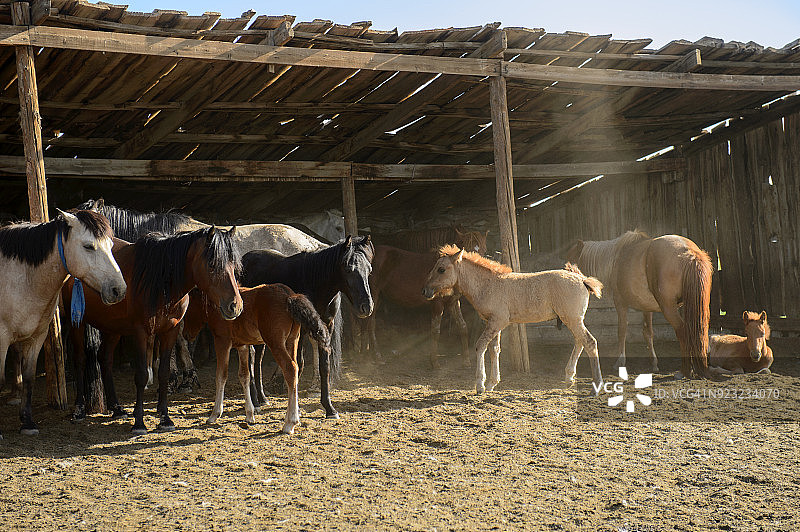蒙古后杭爱省哈拉和林镇的马圈和马群图片素材
