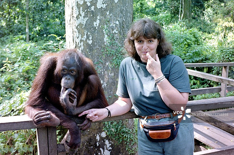 九十年代：年轻女子与猩猩的友谊，马来西亚山打根图片素材