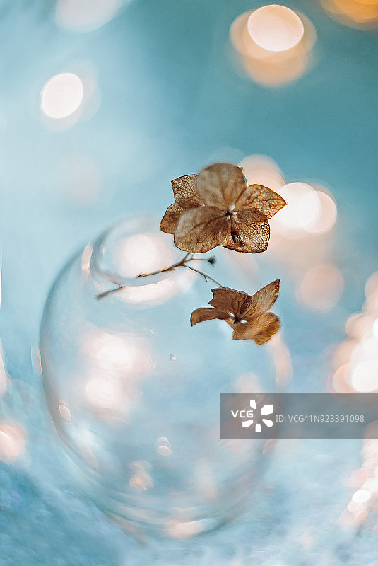 玻璃瓶中的干绣球花，具有散景背景图片素材