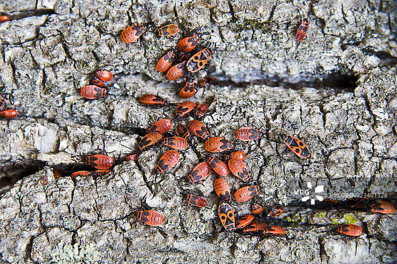 树干上的甲虫图片素材