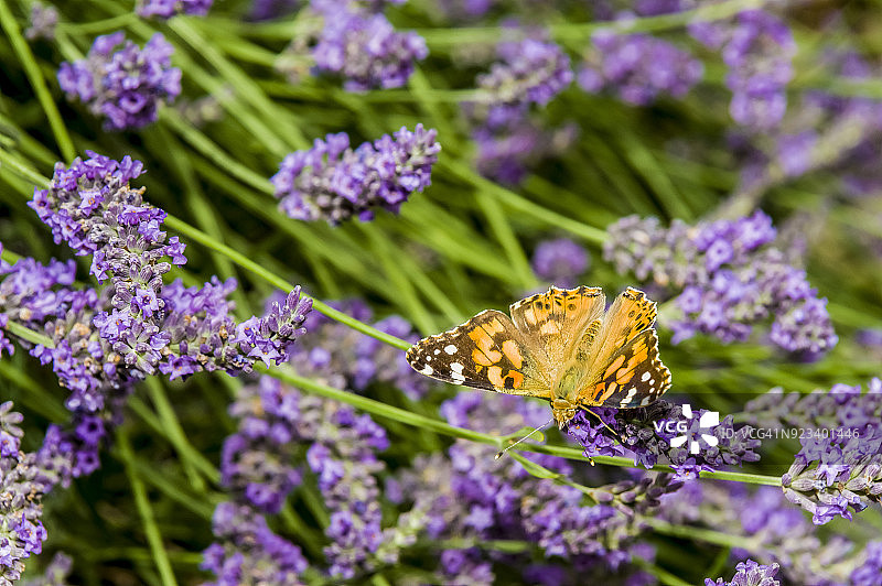 田野中薰衣草上的美丽蝴蝶特写图片素材