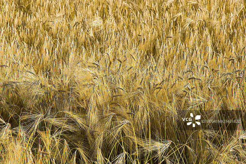 法国麦田图片素材