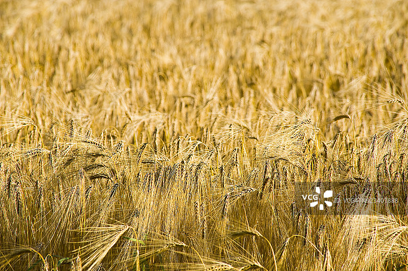 法国麦田特写图片素材