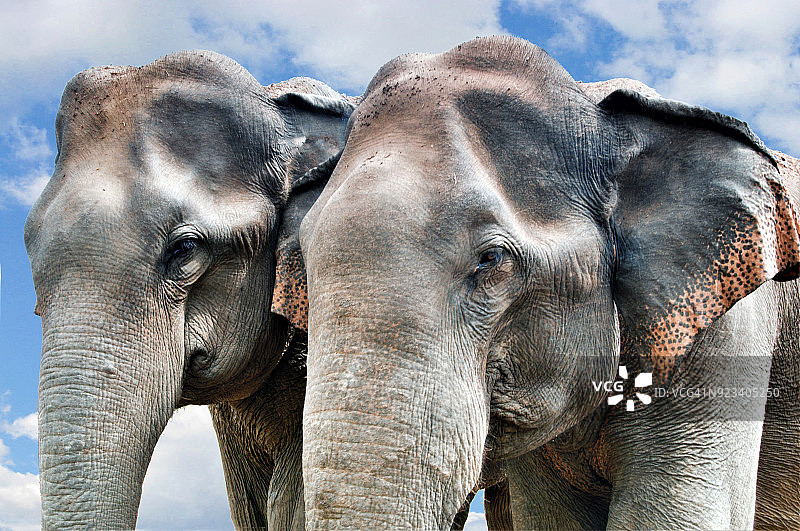 亚洲象图片素材