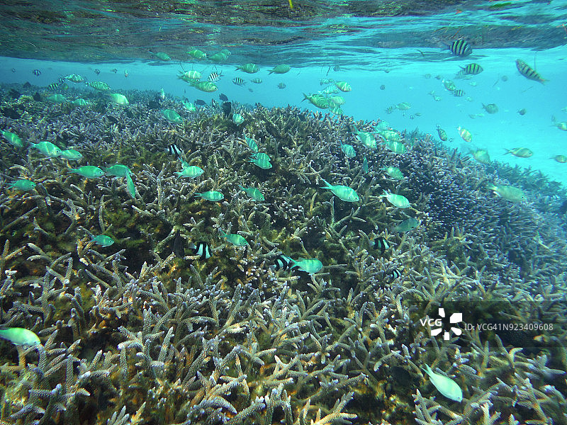 马尔代夫的珊瑚礁与鱼群（2018年）图片素材