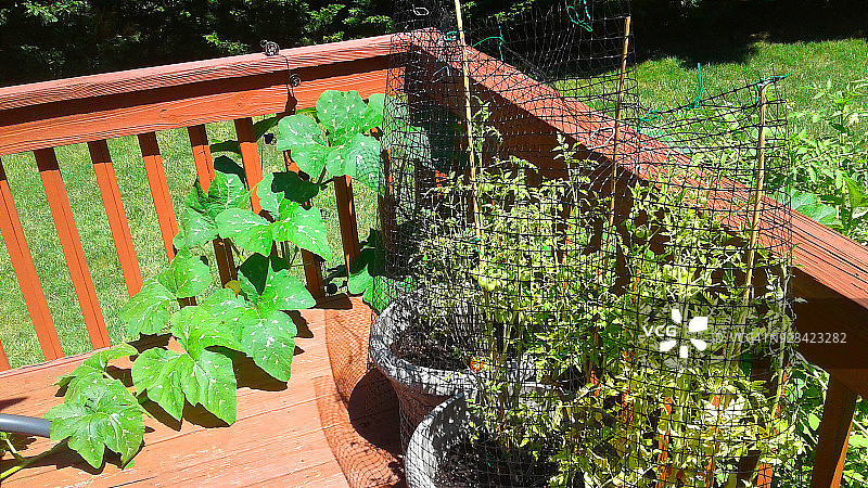 甲板上的蔬菜园图片素材