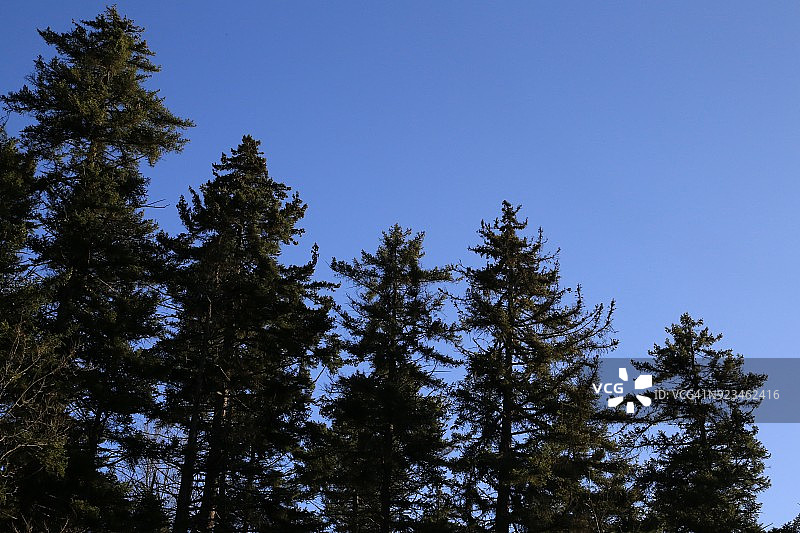 常绿树木的树线图片素材