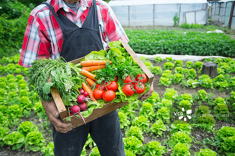 蔬菜箱图片素材