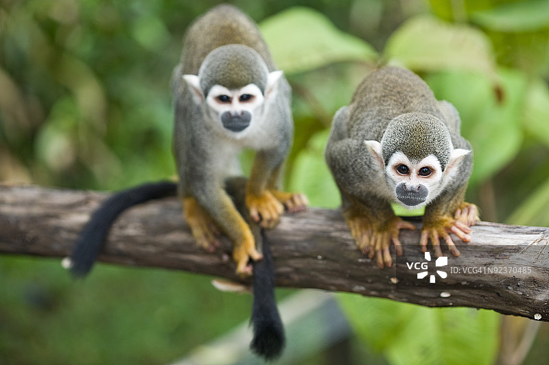 松鼠猴图片素材