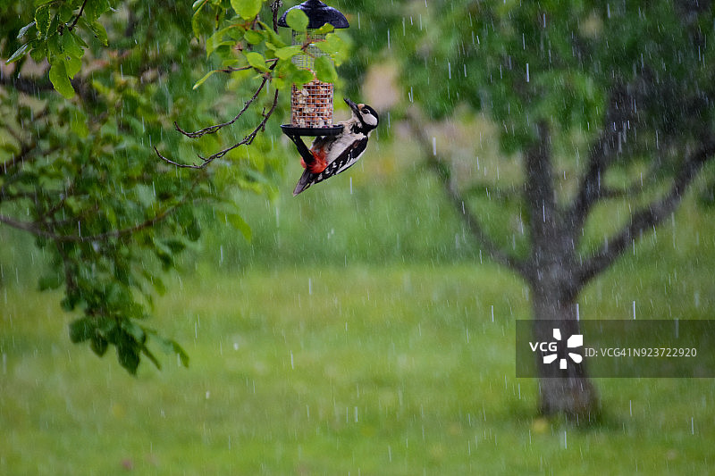 花园里的雨季夏日图片素材