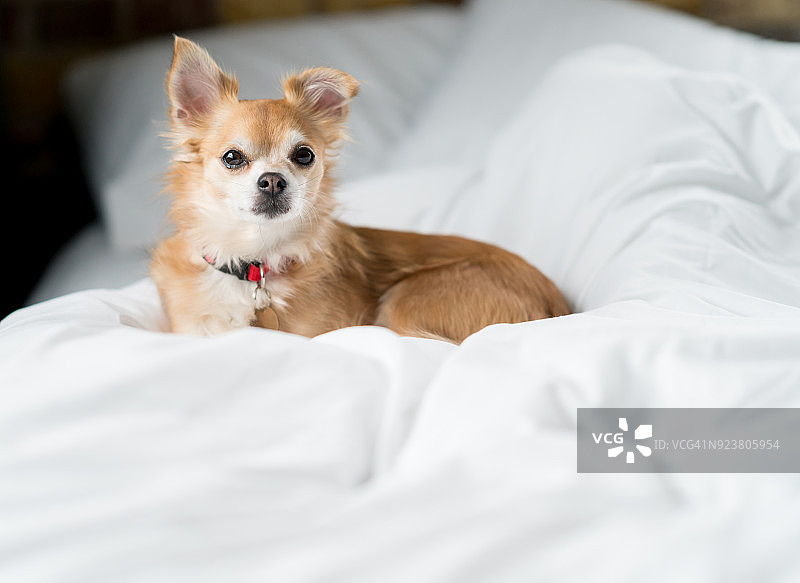 可爱的长毛吉娃娃在家放松图片素材