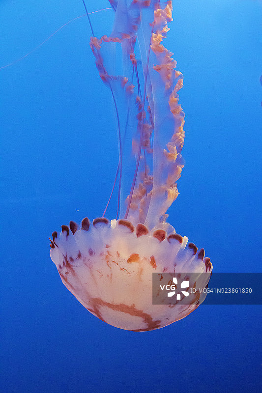 紫条纹水母图片素材