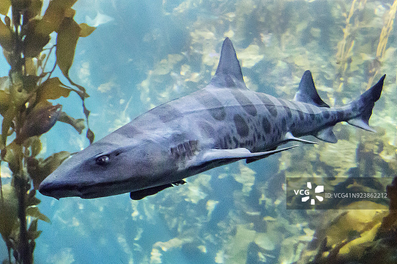 豹纹鲨图片素材