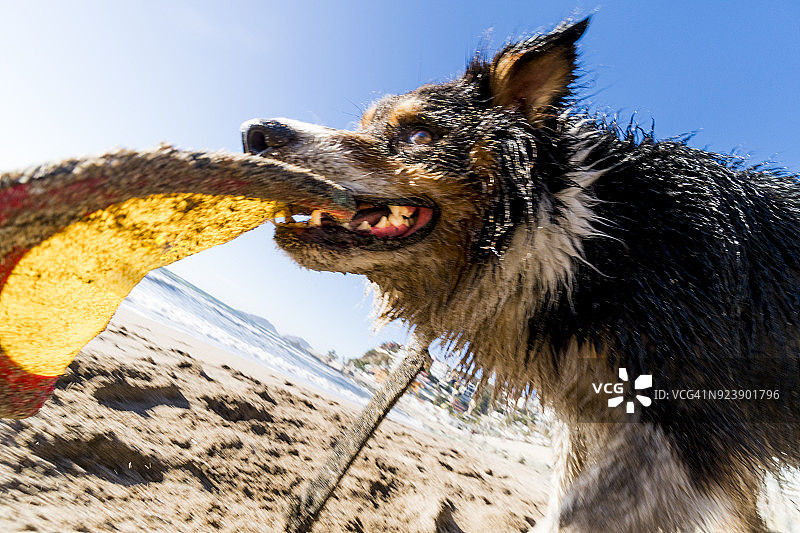 在墨西哥海滩上奔跑的澳大利亚牧羊犬图片素材