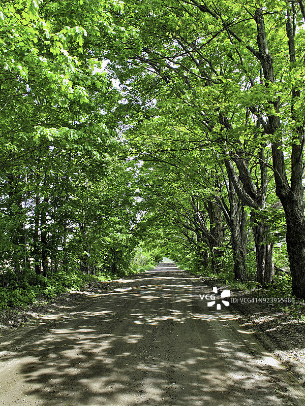 道路与树木透视图片素材