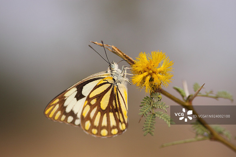 先锋白蝴蝶图片素材