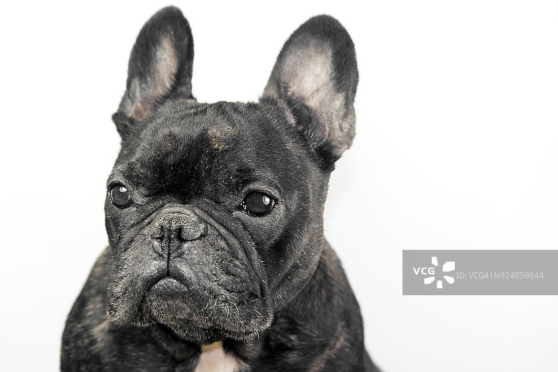白色背景下的黑色法国斗牛犬肖像图片素材