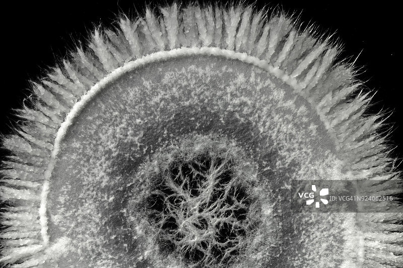 苯甲酸钠 (E211)图片素材