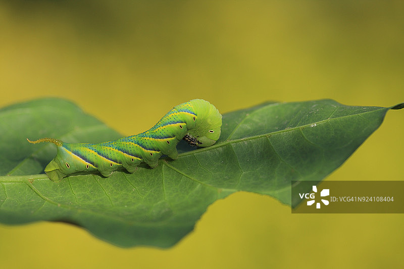 叶子上的蛾毛虫图片素材