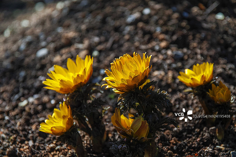 顶冰花图片素材