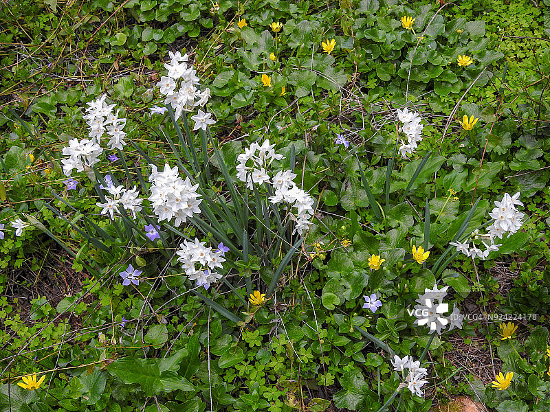 葡萄牙阿尔加维的冬季野花图片素材