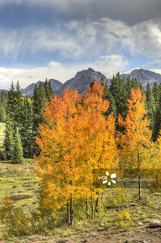 秋季，金色的白杨树和针山图片素材