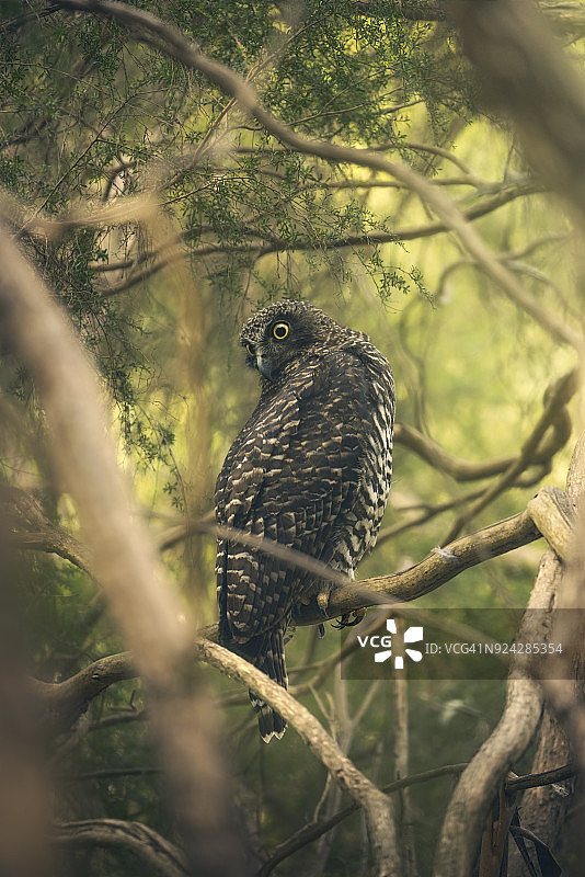 栖息在茂密灌木丛树枝上的强壮猫头鹰图片素材