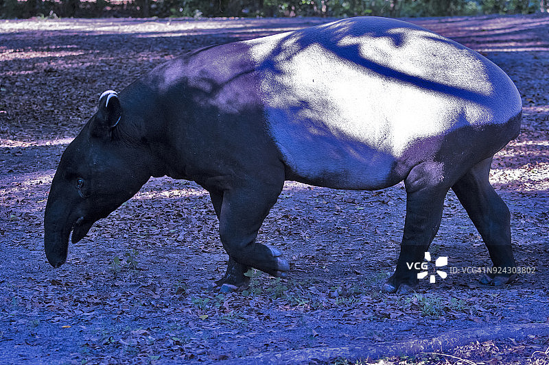 马来貘图片素材