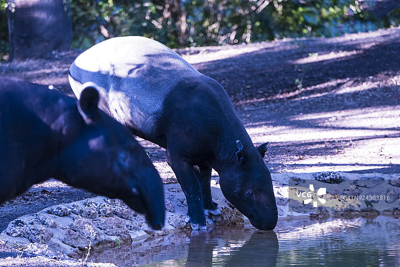 马来貘图片素材