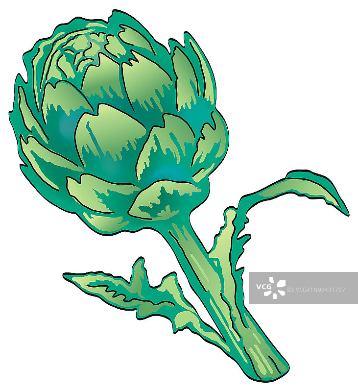 白色背景下的朝鲜蓟植物图片素材