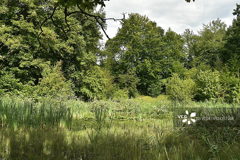 索尼安森林野性回归图片素材