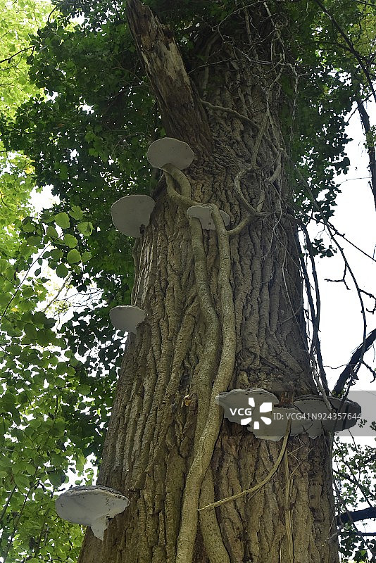 老橡树皮上的有毒蘑菇图片素材