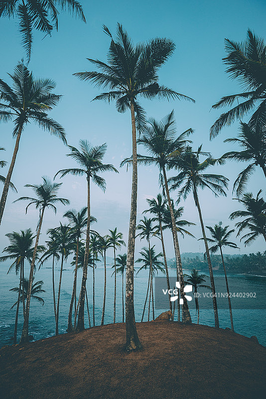 玛丽莎海滩棕榈树图片素材