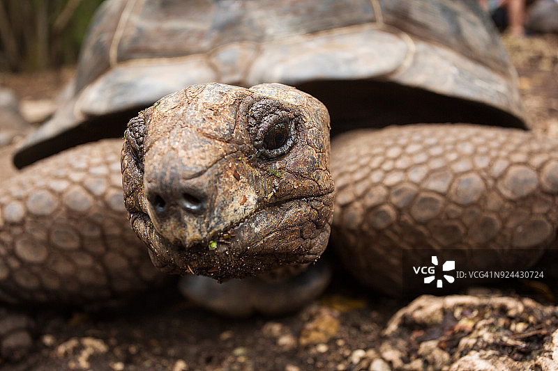 在桑给巴尔监狱岛上的乌龟，这里有超过100岁的乌龟，你可以触摸并喂食它们图片素材
