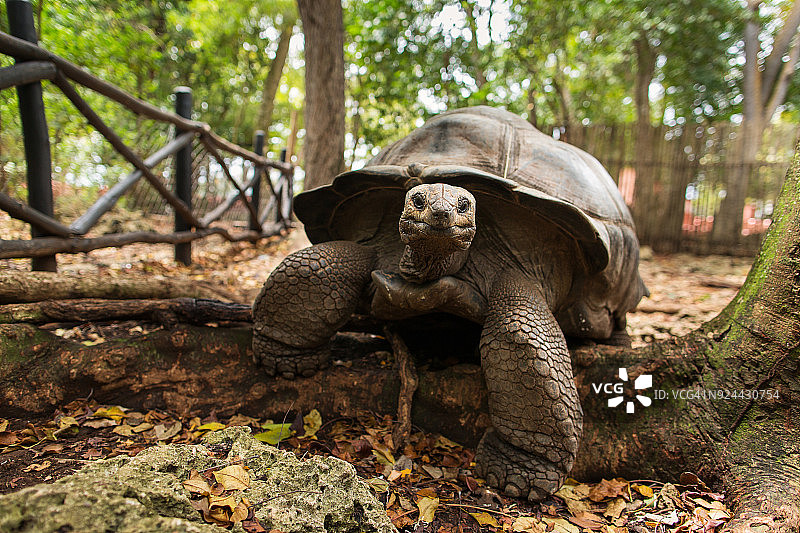 在桑给巴尔监狱岛上的乌龟，这里有超过100岁的乌龟，你可以触摸并喂食它们图片素材