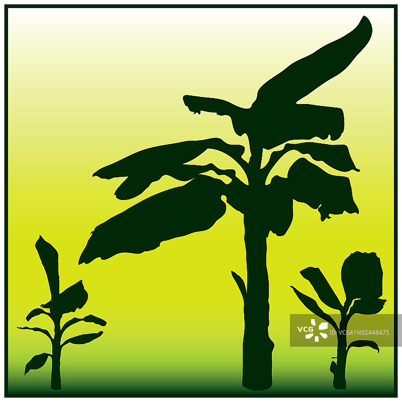 香蕉树图片素材