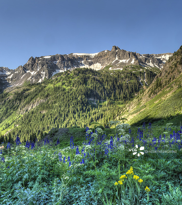 扬基男孩盆地野花全景图图片素材