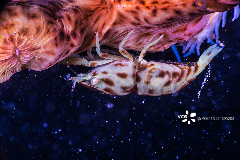 海扇上的豹纹海葵虾图片素材