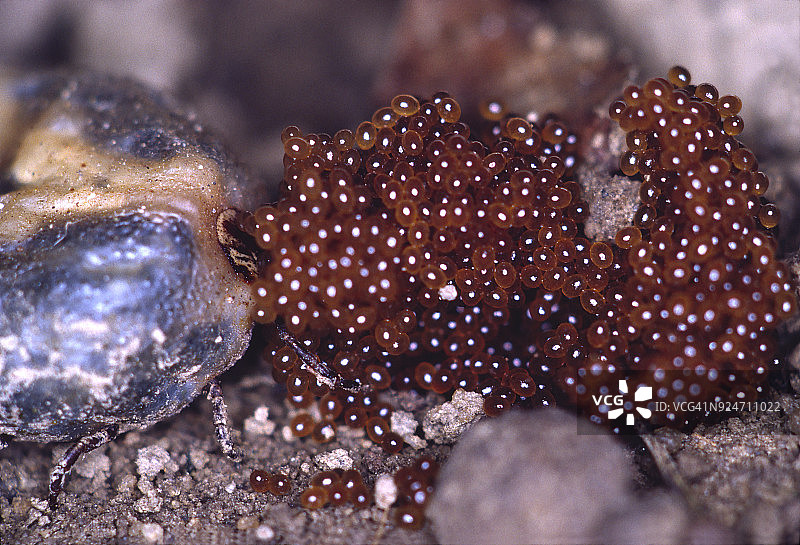 木蜱虫产卵图片素材