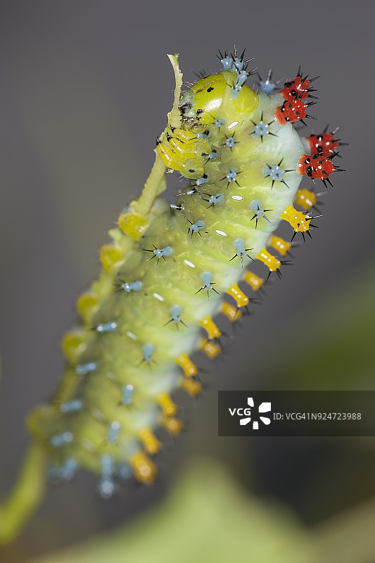 北美大蚕蛾毛毛虫图片素材