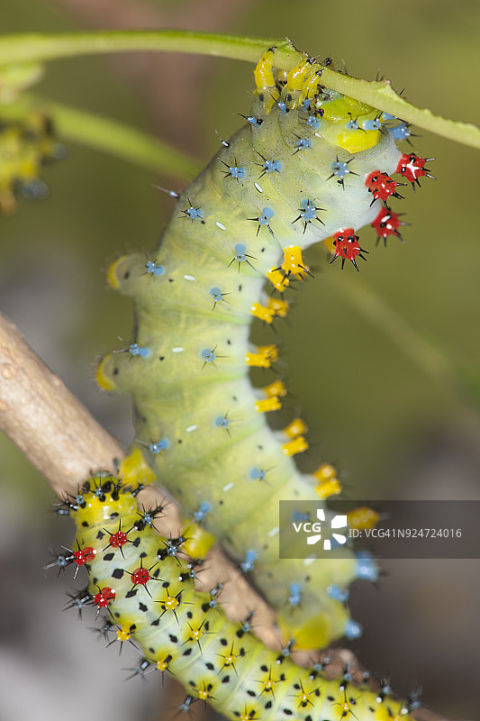 北美大蚕蛾毛毛虫图片素材