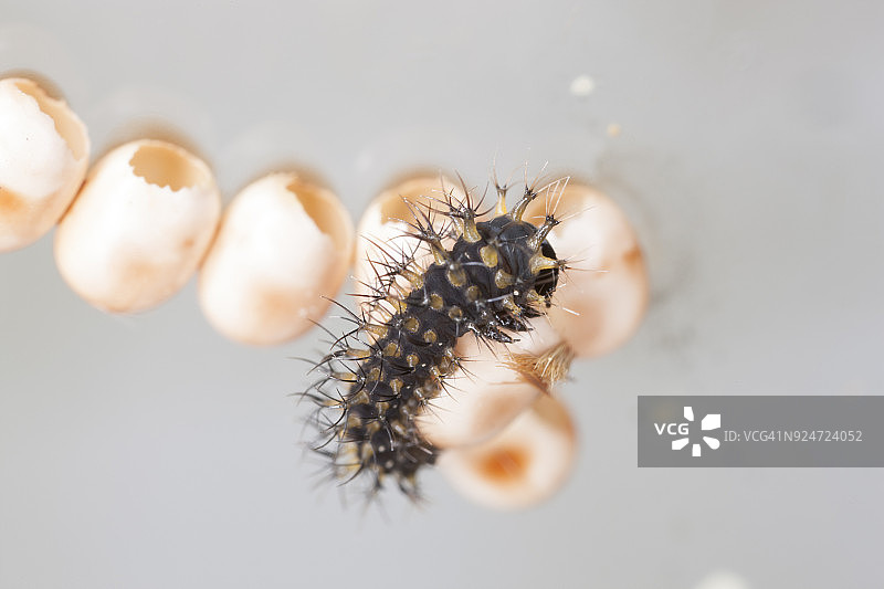 北美大蚕蛾毛毛虫和卵图片素材